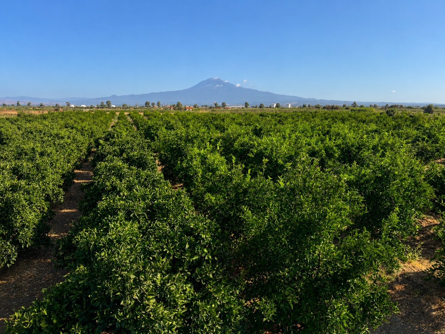 Agrumeto dell'Azienda Agricola Cottone con l'Etna sullo sfondo