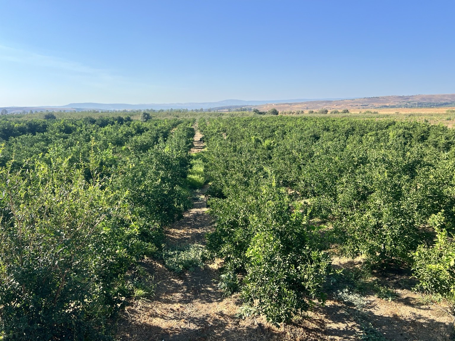 Agrumeto dell'Azienda Agricola Cottone