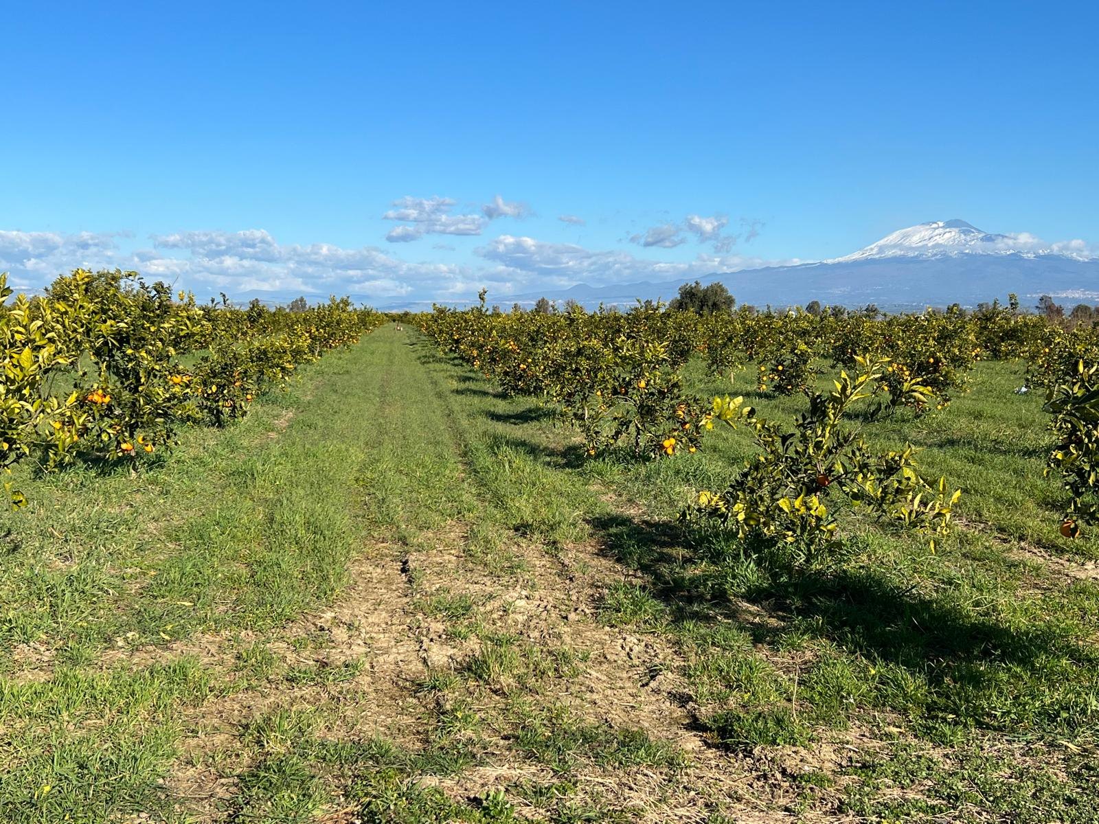 Agrumeto dell’Azienda Agricola Cottone con l’Etna sullo sfondo