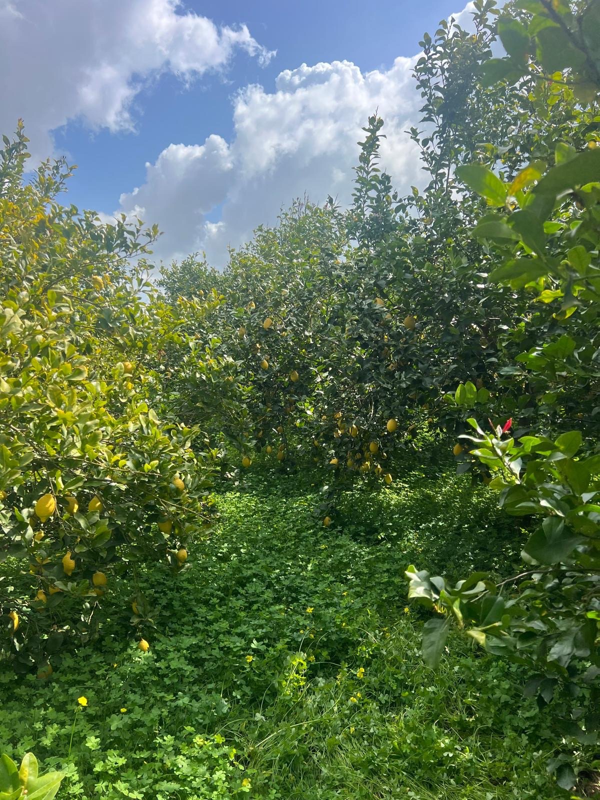 Limoneto della famiglia Cottone