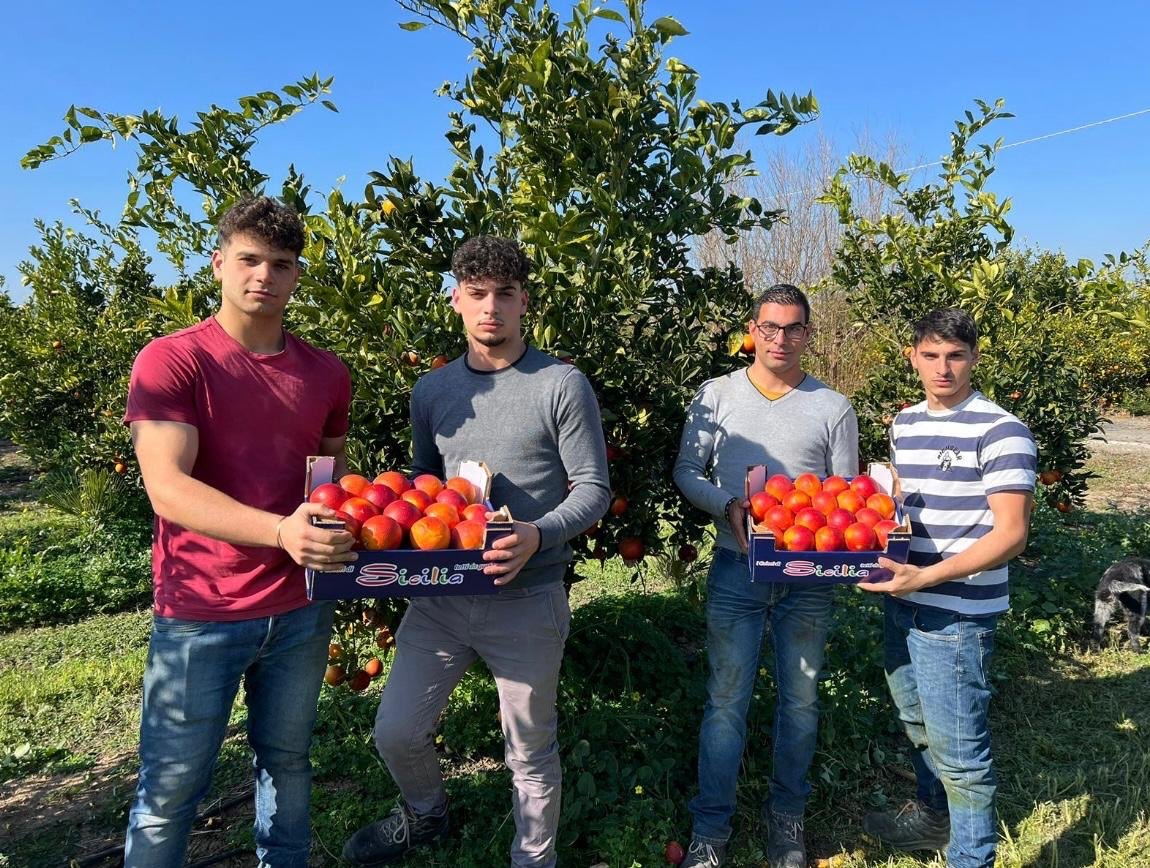 Famiglia Cottone negli agrumeti