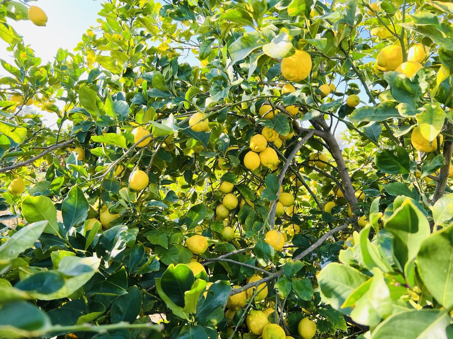 Limoni sull'albero
