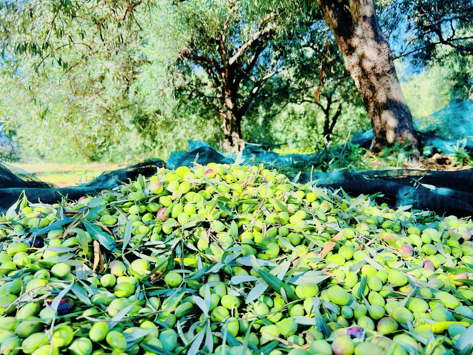 Olive raccolte in azienda