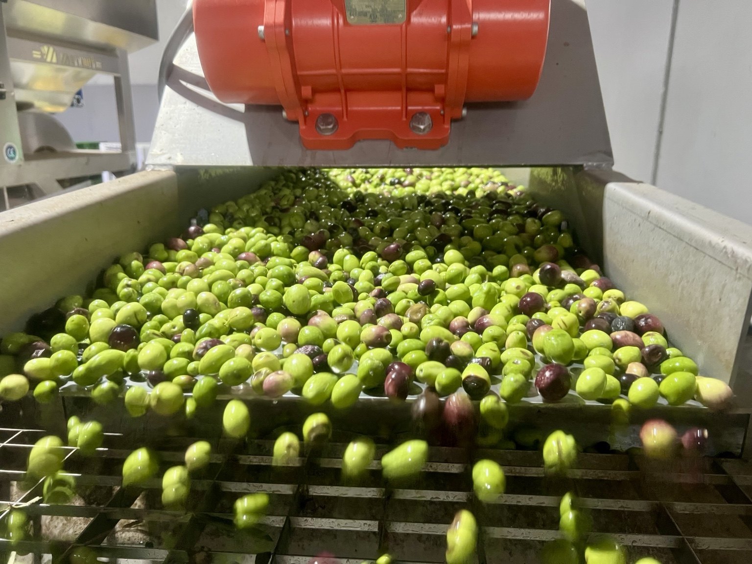 Olive durante la lavorazione